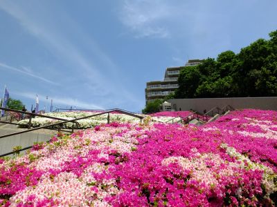 横浜国際プールのつつじ
