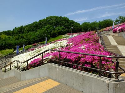横浜国際プールのつつじ

