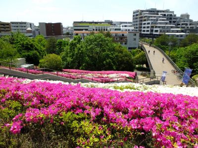 横浜国際プールのつつじ
