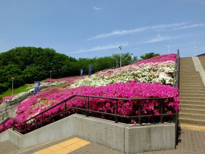 横浜国際プールのつつじ
