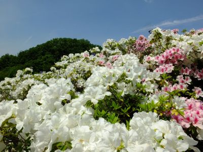 横浜国際プールのつつじ
