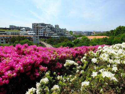 横浜国際プールのつつじ
