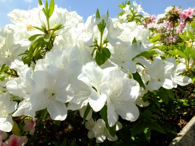 横浜国際プールのつつじ
