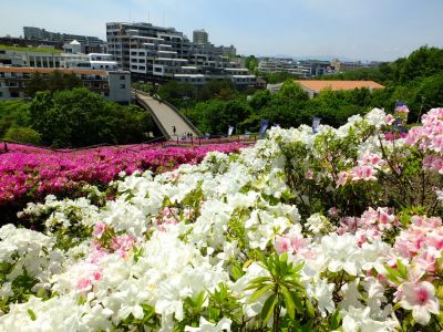 横浜国際プールのつつじ

