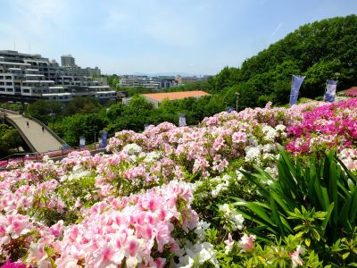 横浜国際プールのつつじ
