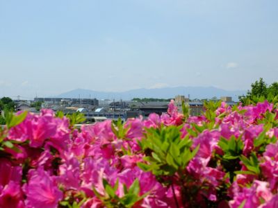 横浜国際プールのつつじ
