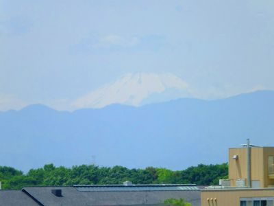 横浜国際プールのつつじ
