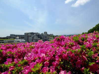 横浜国際プールのつつじ
