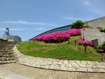 横浜国際プールのつつじ
