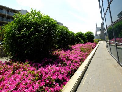 横浜国際プールのつつじ
