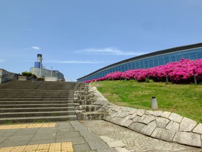 横浜国際プールのつつじ
