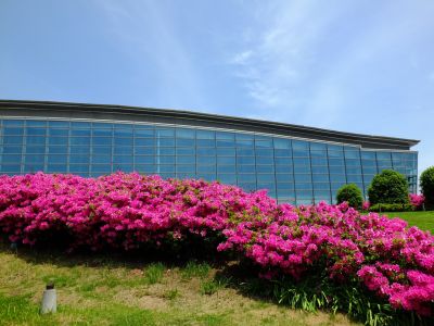 横浜国際プールのつつじ
