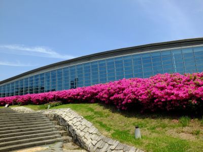 横浜国際プールのつつじ
