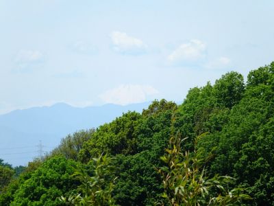 横浜国際プールのつつじ
