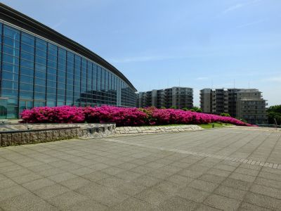 横浜国際プールのつつじ
