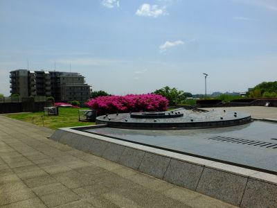 横浜国際プールのつつじ
