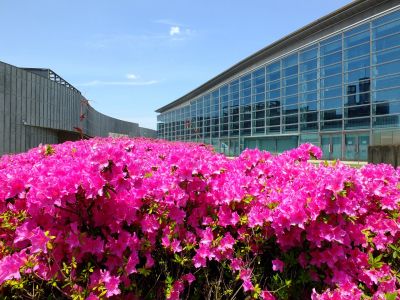 横浜国際プールのつつじ
