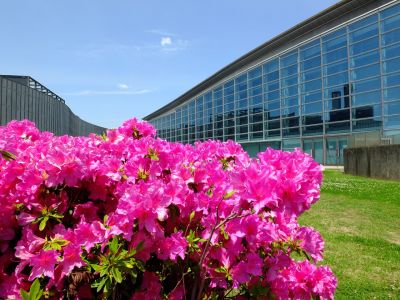 横浜国際プールのつつじ
