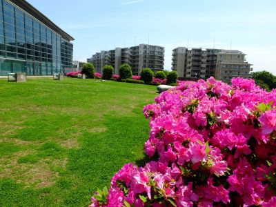 横浜国際プールのつつじ
