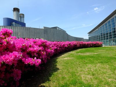 横浜国際プールのつつじ
