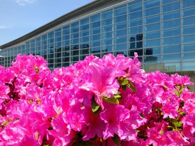 横浜国際プールのつつじ
