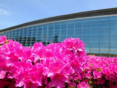 横浜国際プールのつつじ
