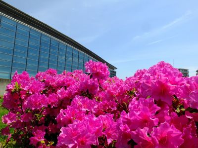 横浜国際プールのつつじ
