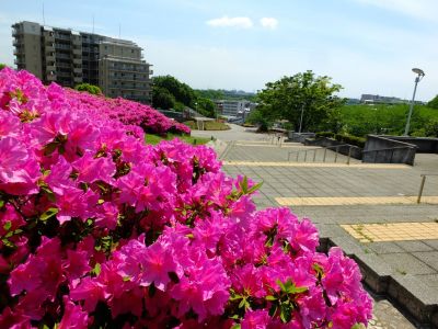 横浜国際プールのつつじ
