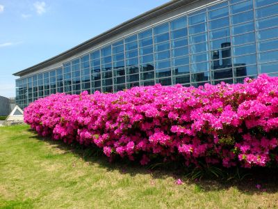 横浜国際プールのつつじ
