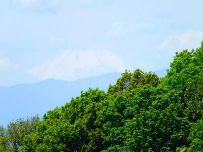 横浜国際プールのつつじ
