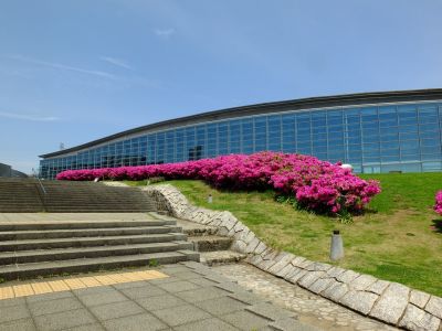 横浜国際プールのつつじ
