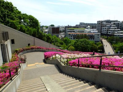 横浜国際プールのつつじ
