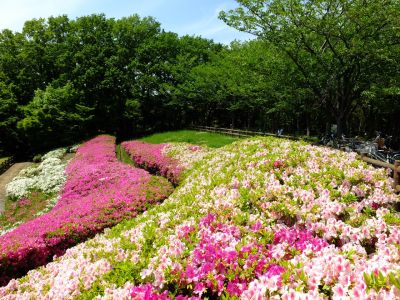 横浜国際プールのつつじ
