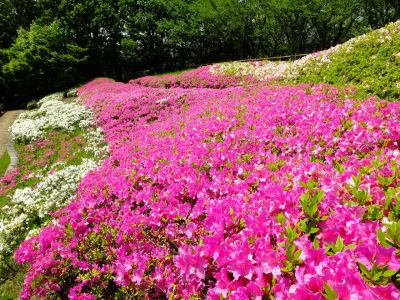 横浜国際プールのつつじ
