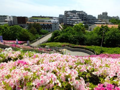 横浜国際プールのつつじ
