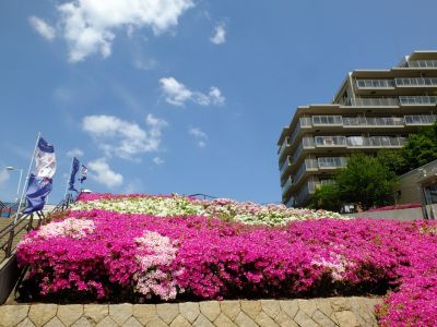 横浜国際プールのつつじ
