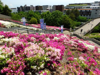 横浜国際プールのつつじ
