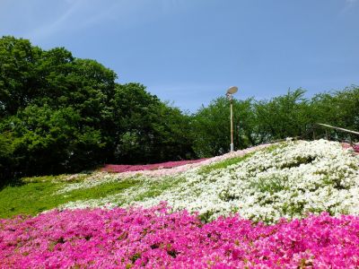 横浜国際プールのつつじ
