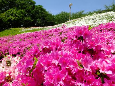 横浜国際プールのつつじ
