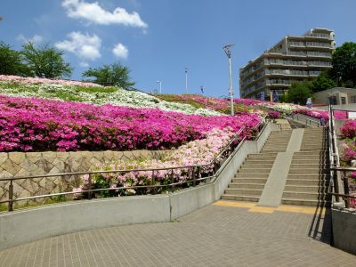 横浜国際プールのつつじ
