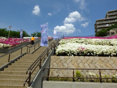 横浜国際プールのつつじ
