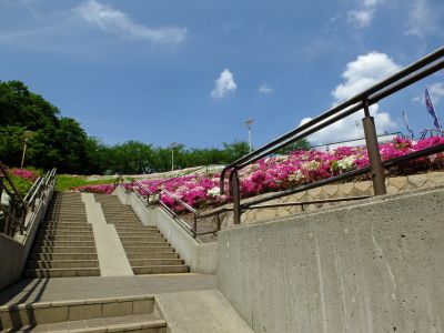 横浜国際プールのつつじ

