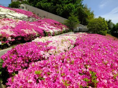 横浜国際プールのつつじ
