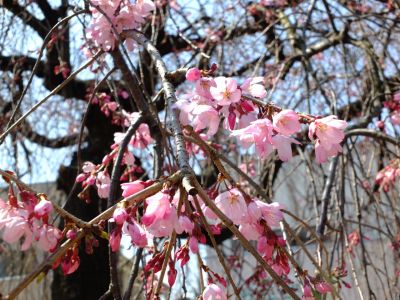 荏田近隣センターのしだれ桜

