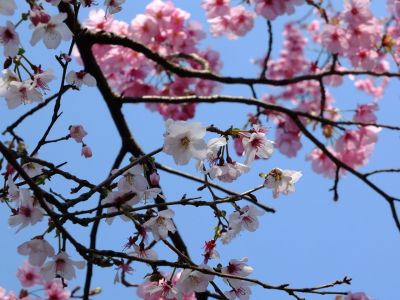 都筑中央公園の横浜緋桜とまめ桜
