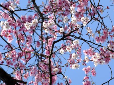 都筑中央公園の横浜緋桜とまめ桜
