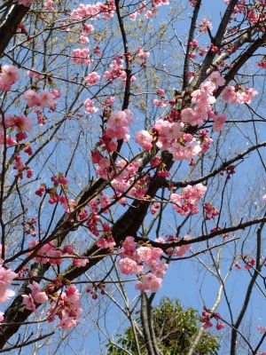 都筑中央公園（横浜緋桜）
