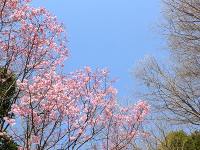 都筑中央公園（横浜緋桜）
