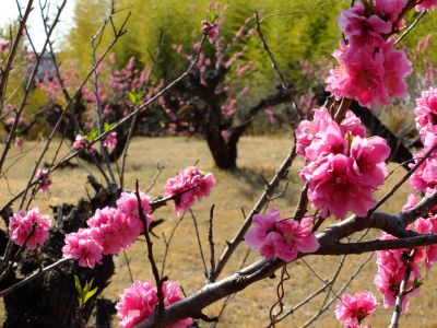 荏田南5丁目（桃源郷）
