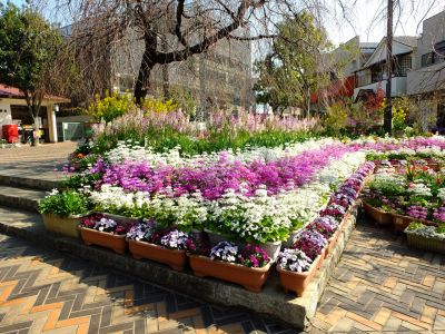 花のある商店街（荏田近隣センター商店街）
